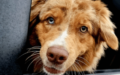 Free Good Fix spay/neuter clinic July 28 – Aug 1